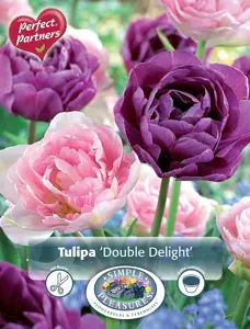 Tulipa Double Delight | Capper 20 x 8