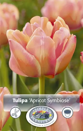 Tulipa Double Early Apricot Symbiose | 80 pce - image 1