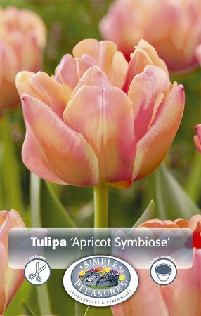 Tulipa Double Early Apricot Symbiose | 80 pce - image 2