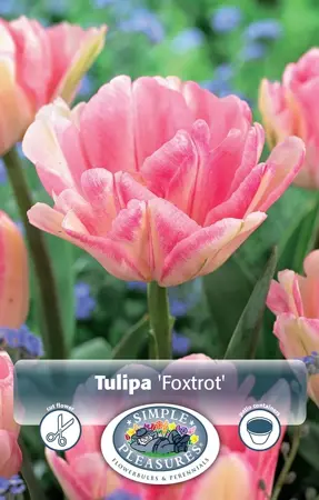 Tulipa Double Early Foxtrot | 80 pce - image 1
