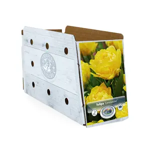 Tulipa Double Early Limousine | Cappers 5 x 20 - image 2