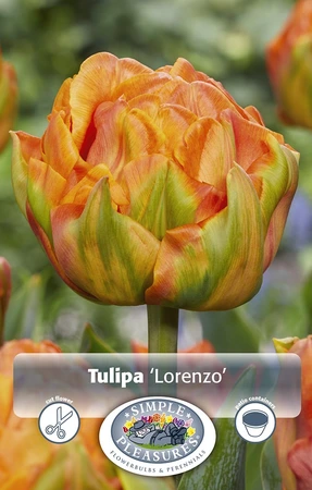 Tulipa Double Early Lorenzo | 80 pce - image 3