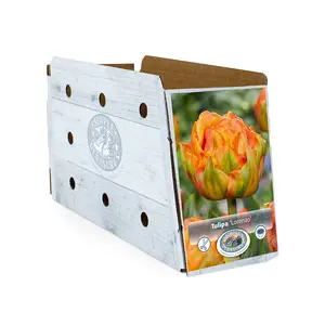 Tulipa Double Early Lorenzo | Cappers 5 x 20 - image 2
