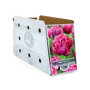 Tulipa Double Early Margarita | Cappers 5 x 20 - image 2