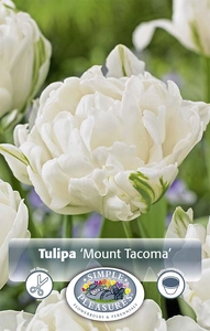 Tulipa Double Early Mount Tacoma | 80 pce - image 2