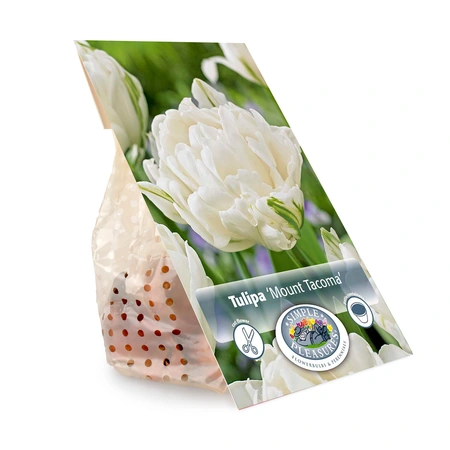 Tulipa Double Early Mount Tacoma | Cappers 5 x 20 - image 3