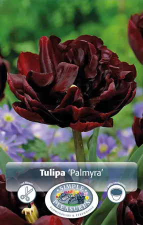 Tulipa Double Early Palmyra | Cappers 5 x 20 - image 1
