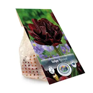 Tulipa Double Early Palmyra | Cappers 5 x 20 - image 3