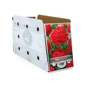 Tulipa Double Early Pamplona | Cappers 5 x 20 - image 2