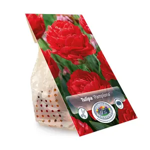 Tulipa Double Early Pamplona | Cappers 5 x 20 - image 3