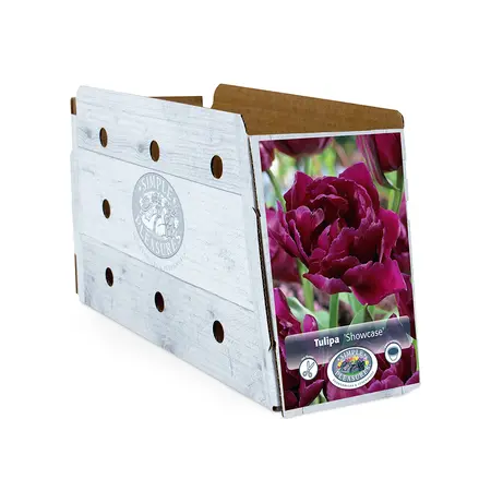 Tulipa Double Early Showcase | Cappers 5 x 20 - image 2