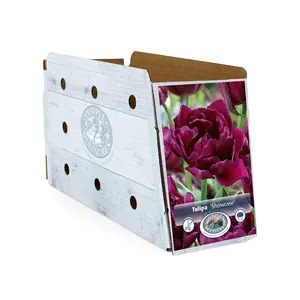 Tulipa Double Early Showcase | Cappers 5 x 20 - image 2
