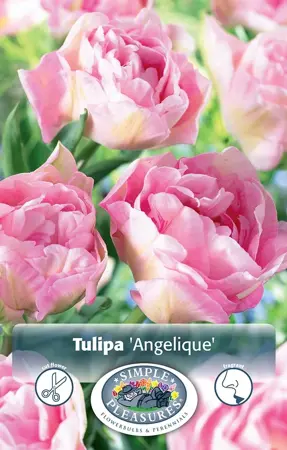 Tulipa Double Late Angelique | 80 pce - image 1
