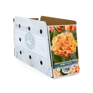 Tulipa Double Late Brisbane | Capper 20 x 5 - image 2