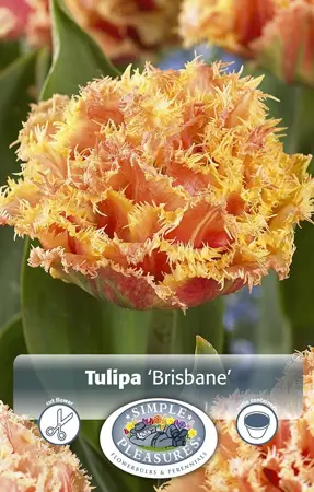 Tulipa Double Late Brisbane | Capper 20 x 5 - image 1