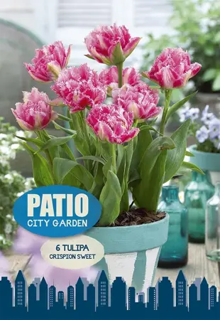 Tulipa Double Late Crispion Sweet | Cappers 6 x 20 - image 1