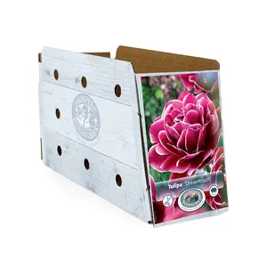 Tulipa Double Late Dreamtouch | Cappers 5 x 20 - image 2