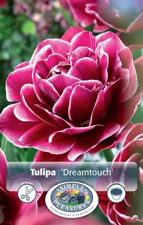 Tulipa Double Late Dreamtouch | Cappers 5 x 20 - image 1