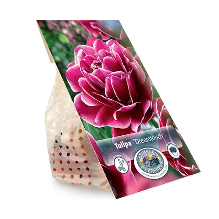 Tulipa Double Late Dreamtouch | Cappers 5 x 20 - image 3