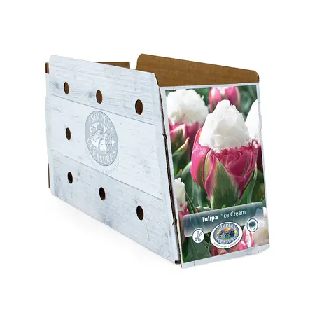Tulipa Double Late Ice Cream | Cappers 5 x 20 - image 2