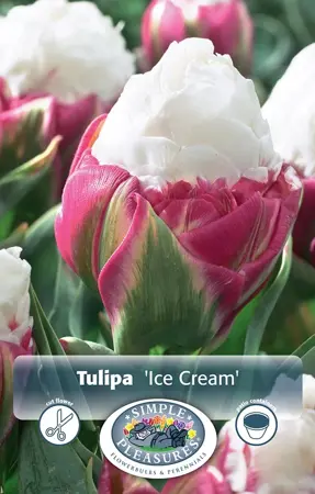 Tulipa Double Late Ice Cream | Cappers 5 x 20 - image 1