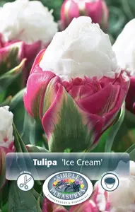 Tulipa Double Late Ice Cream | Cappers 5 x 20 - image 3