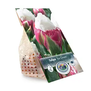 Tulipa Double Late Ice Cream | Cappers 5 x 20 - image 3