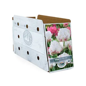 Tulipa Double Late Ice Wonder | Cappers 5 x 20 - image 2