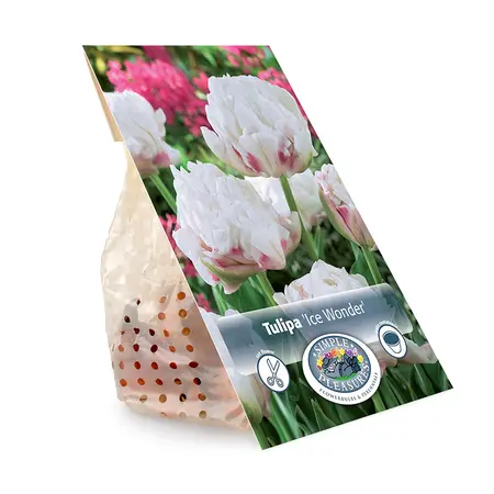 Tulipa Double Late Ice Wonder | Cappers 5 x 20 - image 3