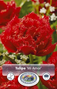 Tulipa Double Late Mi Amor | 80 pce - image 2