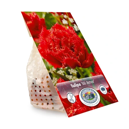 Tulipa Double Late Mi Amor | Cappers 5 x 20 - image 3