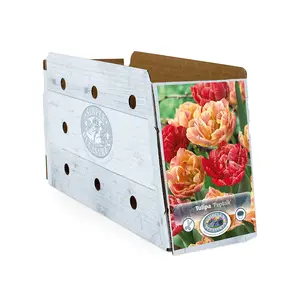 Tulipa Double Late Peptalk | Cappers 5 x 20 - image 2