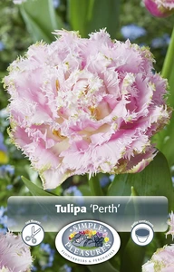 Tulipa Double Late Perth | 80 pce - image 3