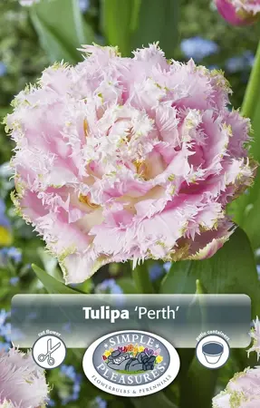 Tulipa Double Late Perth | Cappers 5 x 20 - image 1