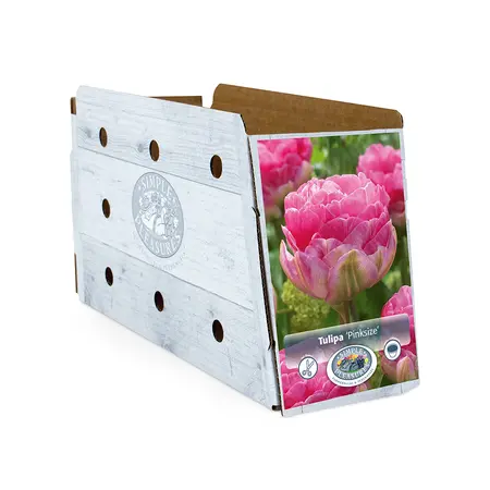 Tulipa Double Late Pinksize | Cappers 5 x 20 - image 2