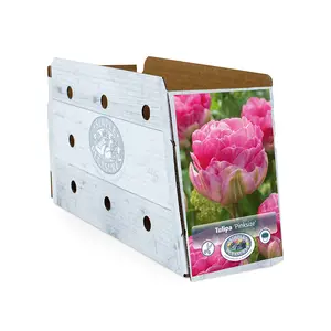 Tulipa Double Late Pinksize | Cappers 5 x 20 - image 2