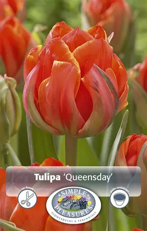 Tulipa Double Late Queensday | 80 pce - image 1