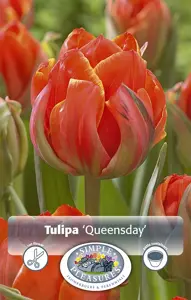 Tulipa Double Late Queensday | 80 pce