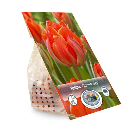 Tulipa Double Late Queensday | Cappers 5 x 20 - image 2