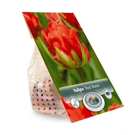Tulipa Double Late Red Bono | Cappers 5 x 20 - image 3