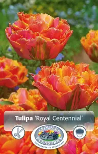 Tulipa Double Late Royal Centennial | 80 pce