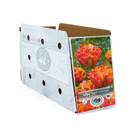 Tulipa Double Late Royal Centennial | Cappers 5 x 20 - image 2