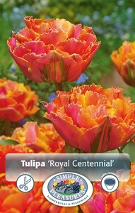 Tulipa Double Late Royal Centennial | Cappers 5 x 20 - image 4