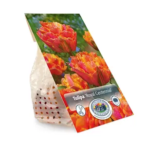 Tulipa Double Late Royal Centennial | Cappers 5 x 20 - image 3
