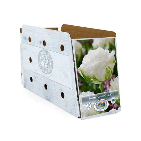 Tulipa Double Late Snow Crystal | Cappers 5 x 20 - image 2
