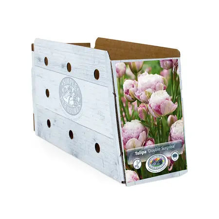 Tulipa Double Late Surprise | Cappers 5 x 20 - image 2