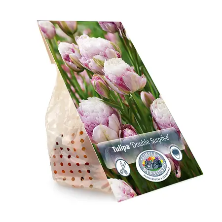 Tulipa Double Late Surprise | Cappers 5 x 20 - image 3