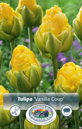Tulipa Double Late Vanilla Coup | 80 pce - image 1