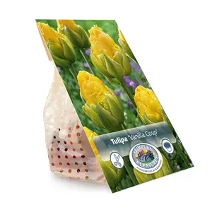 Tulipa Double Late Vanilla Coup | Cappers 5 x 20 - image 3