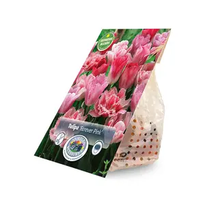 Tulipa Forever Pink | Cappers 10 x 15 - image 2